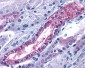 ACKR3 / CXCR7 Antibody (Extracellular Domain)
